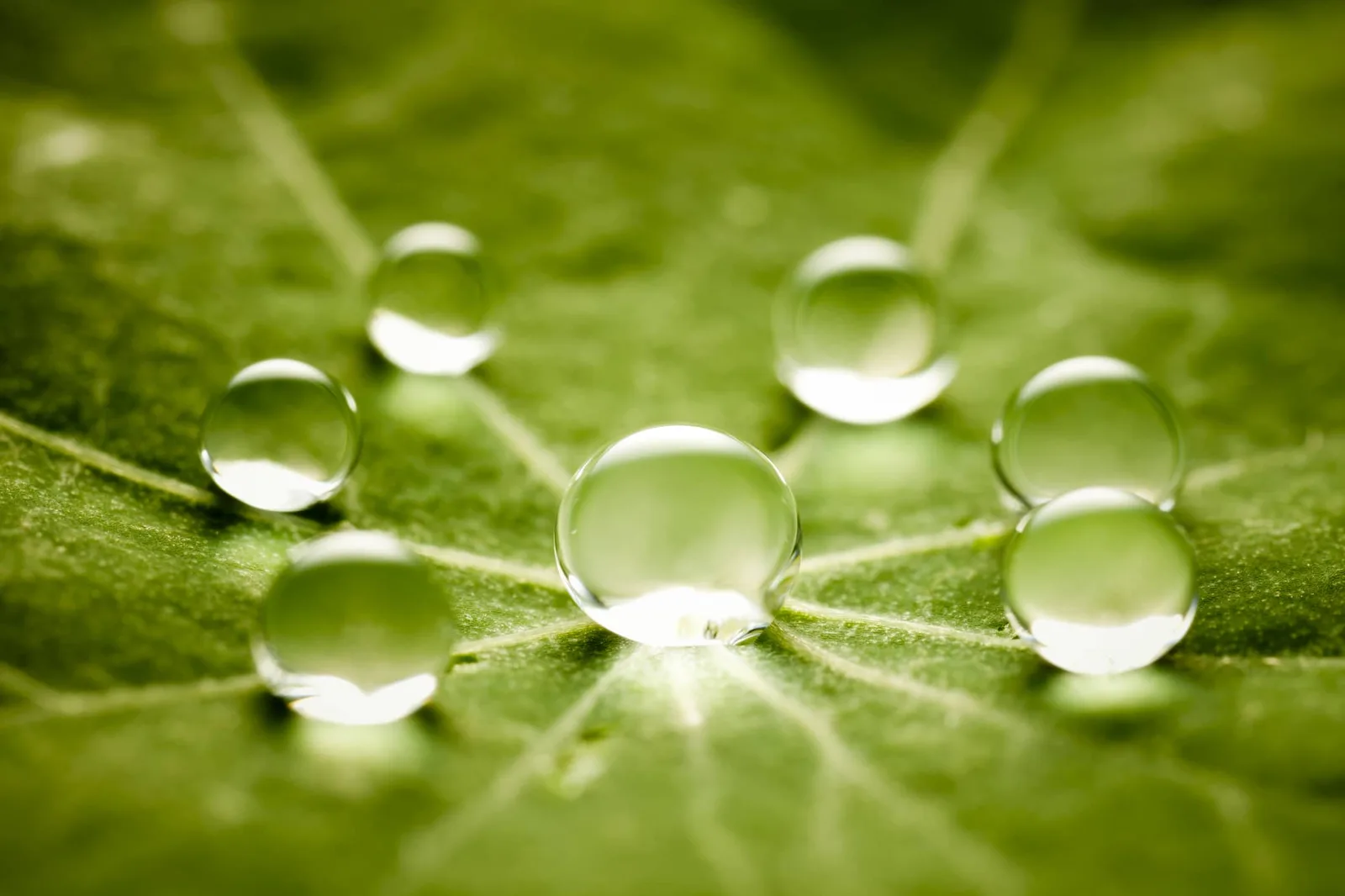 Fluid Leadership